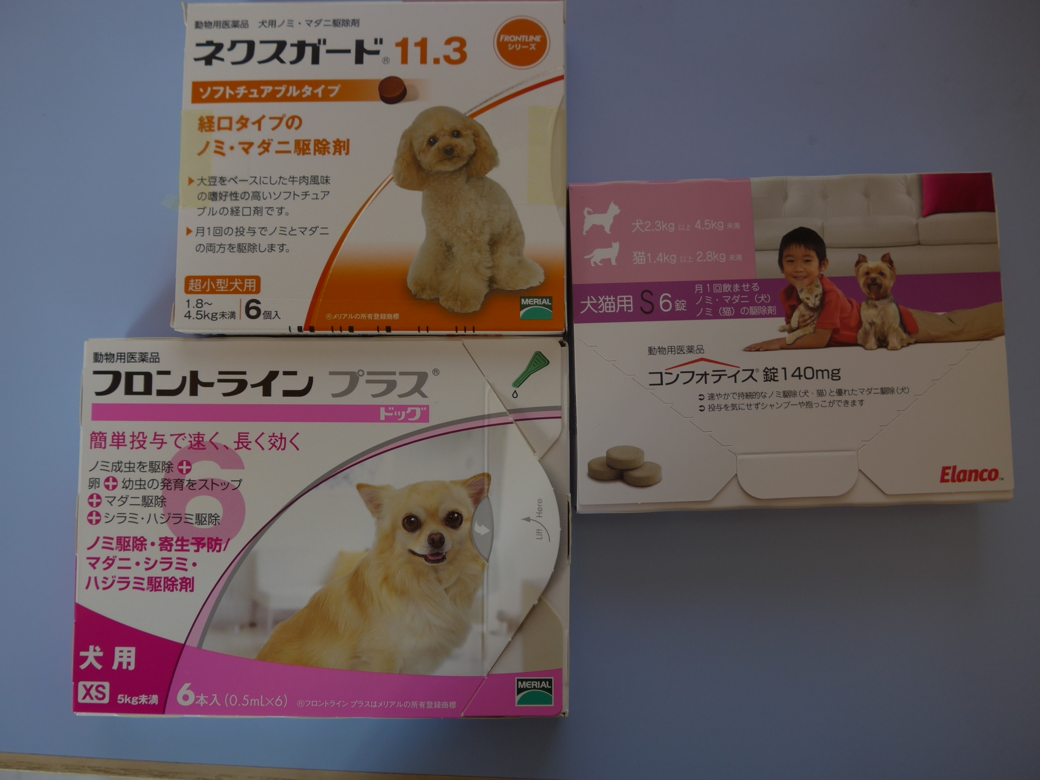 知ってますか ノミ ダニ予防は一年中 ゆいだより 和歌山市の動物病院 ゆい動物病院